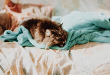 No Man Skys’ new ‘Desolation’ Update Becomes a Horror Game